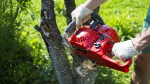 Arborist Sydney